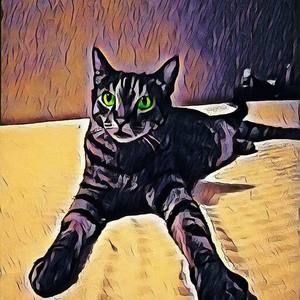 Meet your Posher, Troy